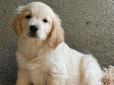 3 chiots Golden Retrievers LOF, de mars 2023, à vendre