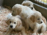 3 chiots Golden Retrievers LOF, de mars 2023, à vendre