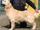 3 chiots Golden Retrievers LOF, de mars 2023, à vendre