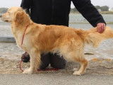3 chiots Golden Retrievers LOF, de mars 2023, à vendre