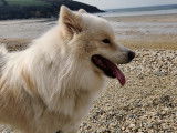 Loki, Samoyède disponible pour saillie
