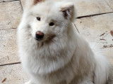 Loki, Samoyède disponible pour saillie