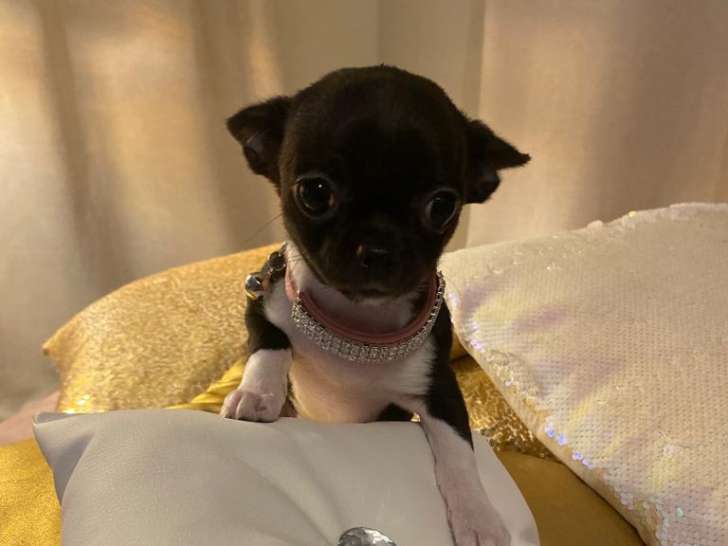 Jeune femelle Chihuahua à vendre