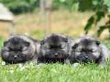 3 chiots Spitz Loups à la robe foncée à réserver (LOF)