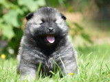 3 chiots Spitz Loups à la robe foncée à réserver (LOF)
