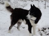 Mâle Husky de Sibérie pour saillie