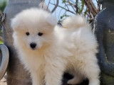 5 chiots Samoyèdes LOF à la vente