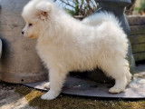 5 chiots Samoyèdes LOF à la vente