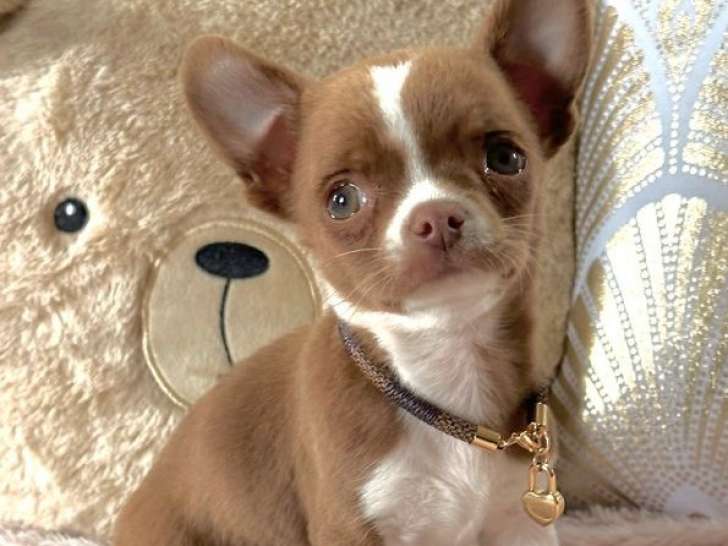 Un chiot Chihuahua mâle LOF chocolat et blanc disponible