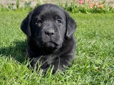Disponibles à l’achat des chiots Labrador Retrievers LOF