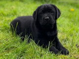 Disponibles à l’achat des chiots Labrador Retrievers LOF