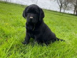 Disponibles à l’achat des chiots Labrador Retrievers LOF