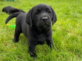 Disponibles à l’achat des chiots Labrador Retrievers LOF