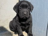 Disponibles à l’achat des chiots Labrador Retrievers LOF