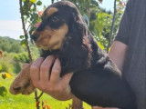 Un chiot femelle Cocker Anglais LOF bicolore à acheter