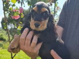 Un chiot femelle Cocker Anglais LOF bicolore à acheter
