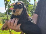 Un chiot femelle Cocker Anglais LOF bicolore à acheter