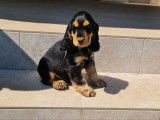 Un chiot femelle Cocker Anglais LOF bicolore à acheter