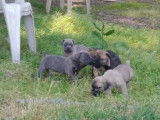 Chiots Cane Corso à vendre