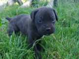 Chiots Cane Corso à vendre