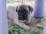 Chiots Cane Corso à vendre