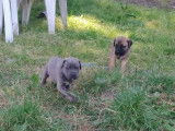 Chiots Cane Corso à vendre