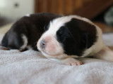 6 chiots Saint Bernard LOF à réserver
