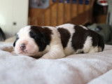 6 chiots Saint Bernard LOF à réserver