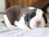 6 chiots Saint Bernard LOF à réserver