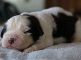 6 chiots Saint Bernard LOF à réserver