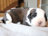 6 chiots Saint Bernard LOF à réserver