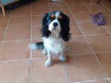 Recherche femelle Cavalier King Charles pour une saillie