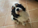 Recherche femelle Cavalier King Charles pour une saillie
