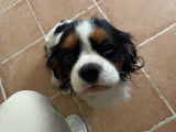 Recherche femelle Cavalier King Charles pour une saillie