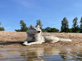 Mâle Alaskan Husky disponible pour saillie