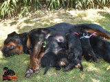 3 chiots mâles Rottweilers LOF à réserver