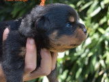 3 chiots mâles Rottweilers LOF à réserver