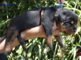 3 chiots mâles Rottweilers LOF à réserver