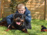 3 chiots mâles Rottweilers LOF à réserver