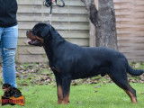 3 chiots mâles Rottweilers LOF à réserver