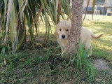 Chiot femelle Golden Retriever LOF sable à vendre