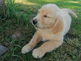 Chiot femelle Golden Retriever LOF sable à vendre