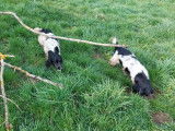 3 chiots femelles English Springers Spaniels LOF à vendre