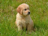 Des chiots Goldens Retrievers LOF à réserver