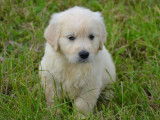 Des chiots Goldens Retrievers LOF à réserver
