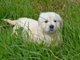 Des chiots Goldens Retrievers LOF à réserver