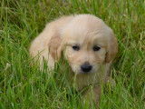 Des chiots Goldens Retrievers LOF à réserver