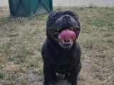 Stafforshire Bull Terrier LOF disponible pour saillie