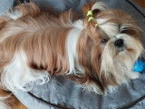 Schweps, mâle Shih Tzu LOF disponible pour saillie