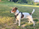 Tiamo, mâle Parson Russel Terrier LOF disponible pour saillie